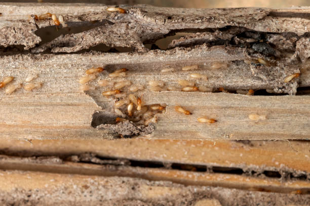 Best Ant Control Services  in Holladay, UT